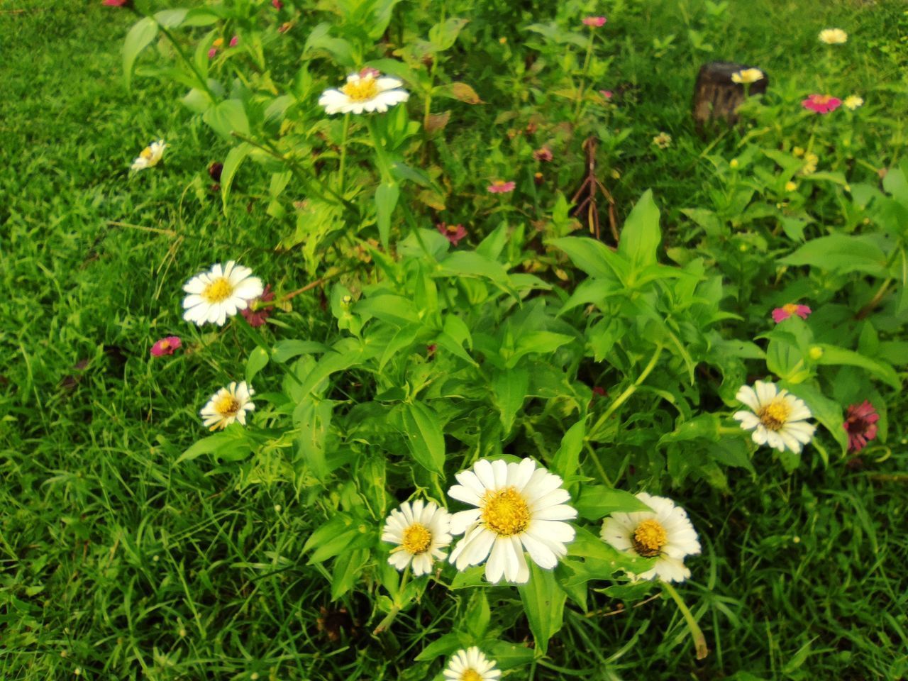 HIGH ANGLE VIEW OF WHITE FLOWERING PLANT