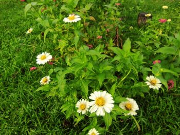 High angle view of white flowering plants