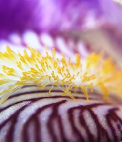 Macro shot of yellow flower