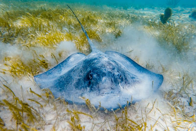 Sting ray swimming in sea