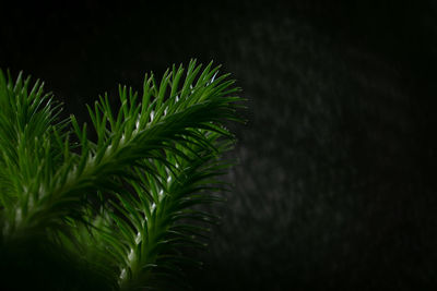 Close-up of fern leaves at night