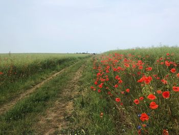 Scenic view of poppy field against sky