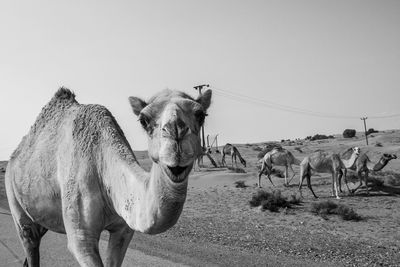 Camels on farm against sky