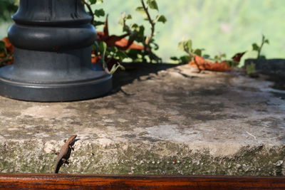 Close-up of a sculpture