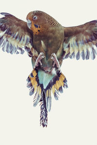 Close-up of eagle flying against clear sky