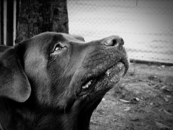Close-up of dog