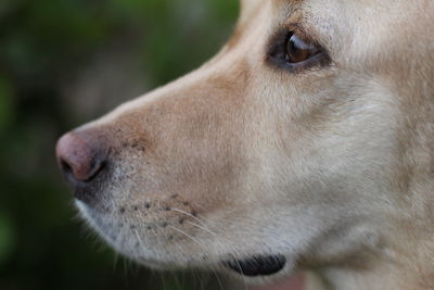 Close-up of dog