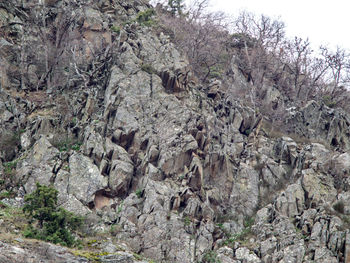 Plants on rock against trees