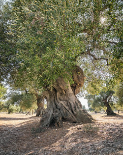 Trees growing in field