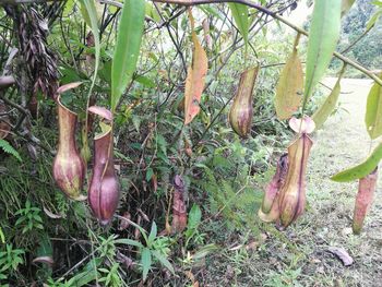 Close-up of plants hanging on tree