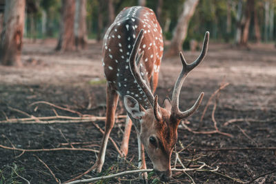 Deer grazing on field