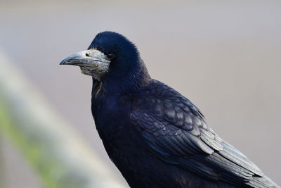 Close-up of bird perching outdoors