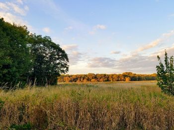 Scenic view of agricultural field against sky