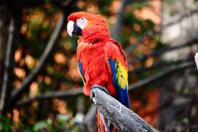 Close-up of parrot perching