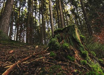 Plants and trees in forest