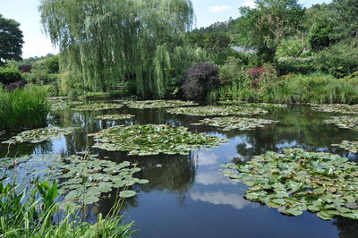 Scenic view of lake in forest