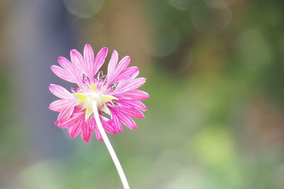 Close-up of pink flower