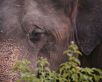 Close-up of elephant