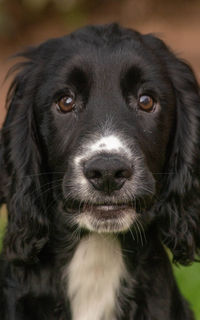 Close-up portrait of dog