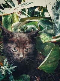 Close-up portrait of a cat