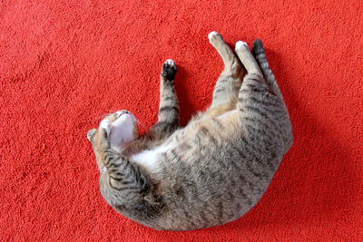 High angle view of cat relaxing on red carpet