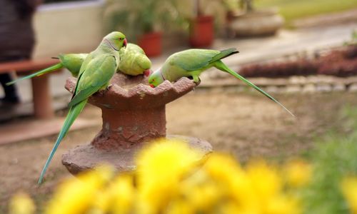Close-up of green tomato on plant