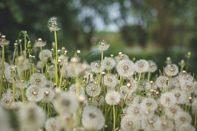 Close-up of fresh white flowers in field