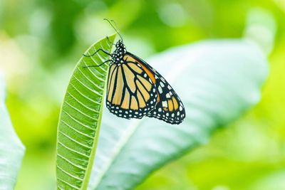 Close-up of butterfly on leaf
