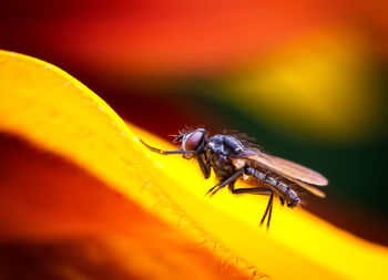 Close-up of insect on yellow leaf