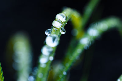 Close-up of plants against blurred background