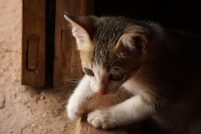 Close-up of a cat