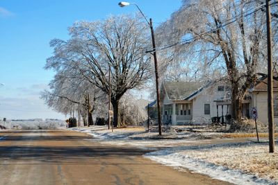 Bare trees in winter