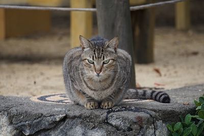 Portrait of cat sitting outdoors