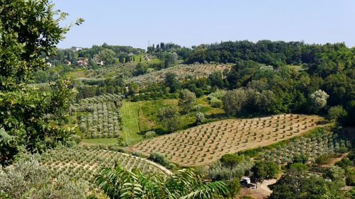 Scenic view of agricultural field against clear sky