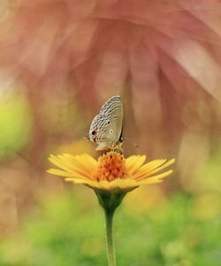 Close-up of butterfly pollinating on flower