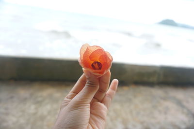 Close-up of hand holding orange