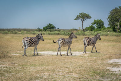 Zebras walking on field against sky on sunny day