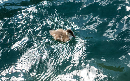 High angle view of duck swimming in lake