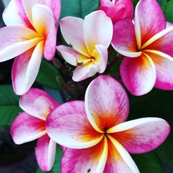 Close-up of pink frangipani flowers