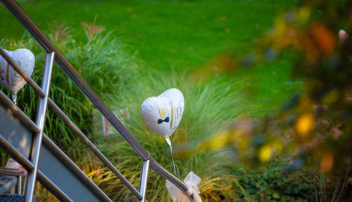 Close-up of white flowering plants in park