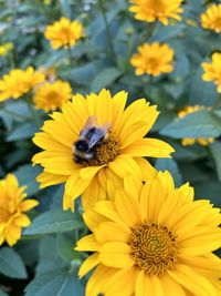 Bee pollinating flower