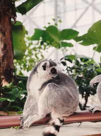 Close-up of lemur on tree