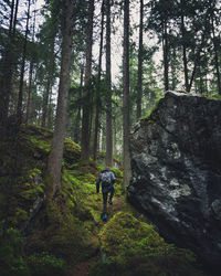 Rear view of man walking in forest