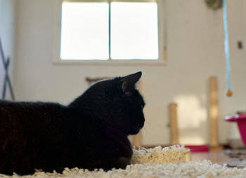 Close-up of a cat on rug at home