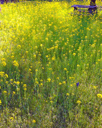 Flowers growing in field