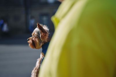 Close-up of a dog