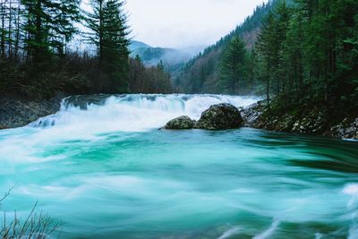 River flowing through forest