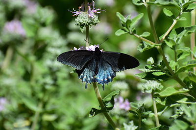 Close-up of butterfly on purple flowering plant