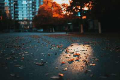 Autumn leaves on street in city