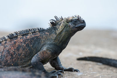 Close-up of iguana